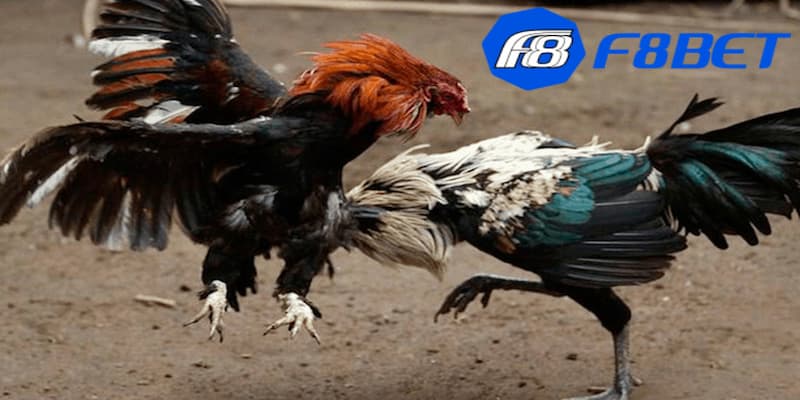 Luật - cách chơi chi tiết trong đá gà trực tuyến là gì?